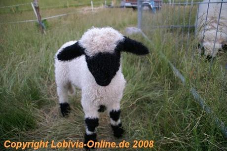 Klicke auf die Grafik für eine vergrößerte Ansicht

Name: Franks Laemmer 2.jpg
Ansichten: 604
Größe: 71,6 KB
ID: 41014