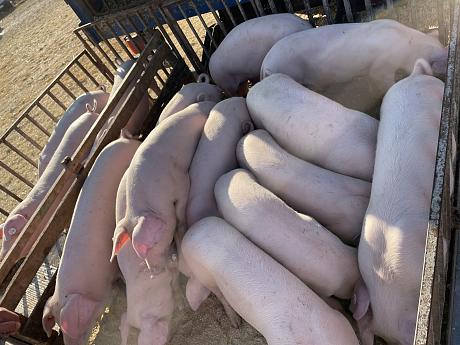 Klicke auf die Grafik für eine vergrößerte Ansicht

Name: 3A9C156B-845B-446D-BDB8-5085699A1E45.jpeg
Ansichten: 1168
Größe: 2,40 MB
ID: 45162