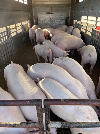 Klicke auf die Grafik für eine vergrößerte Ansicht

Name: 8A512611-20EF-45D1-9B22-AD44147F3AE9.jpeg
Ansichten: 954
Größe: 2,32 MB
ID: 45164